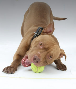 pitbullarenotbad